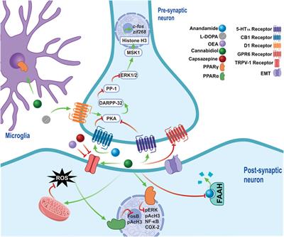 Cannabidiol as a Therapeutic Target: Evidence of its Neuroprotective and Neuromodulatory Function in Parkinson’s Disease